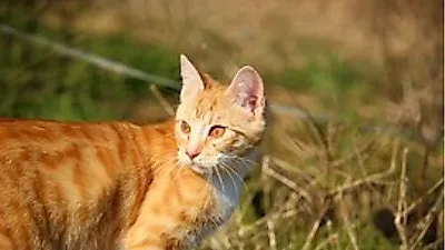 길냥이 밥그릇 치워 앙심…연쇄 방화한 '캣맘' 징역형