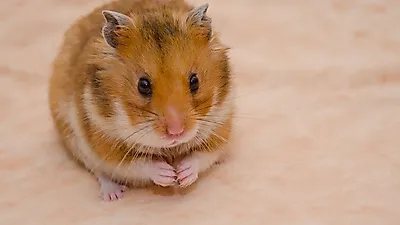 떠오르는 인기 반려동물 '햄스터', 제대로 키워보자!