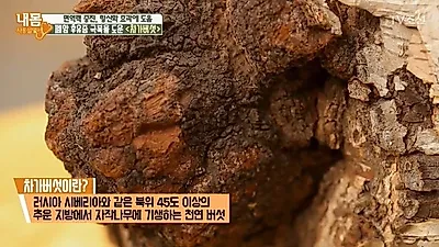 러시아 블라디보스톡 쇼핑리스트 차가버섯 효능이 유명한 이유는? 차가버섯분말 먹는방법과 끓이는법