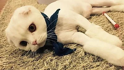 소유 반려묘, 가만히 다소곳이 앉아 '인형인 줄'