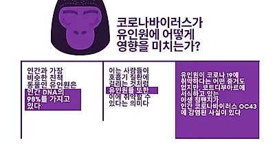 인간과 ‘비슷한’ 유인원 코로나바이러스 취약 우려