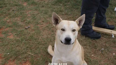 도망치던 마약 소지범, 자신의 애견 때문에 경찰에 붙들려