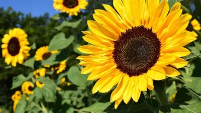 사우스 캐롤라이나 고속도로 물들이는 해바라기