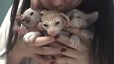 설리, '아 귀찮냥...무념무상 냥가족과 찰칵'