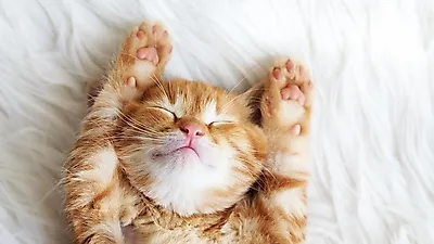 귀에 술장식 등, 매력적인 귀를 가진 고양이 품종