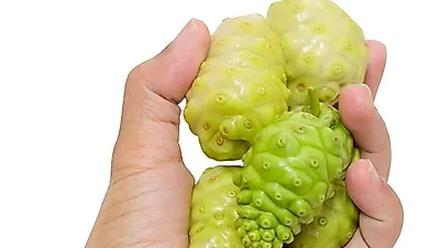 울퉁불퉁 '유기농 노니' 불룩한 뱃살 빼는 법으로 탁월한 효능... 카페인 없어 노니차로 마셔도 염증에 좋은 음식
