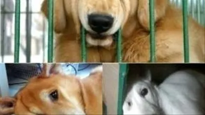 '엄마 눈이 안 보여요' 깜찍한 견공들의 일상 엿보기