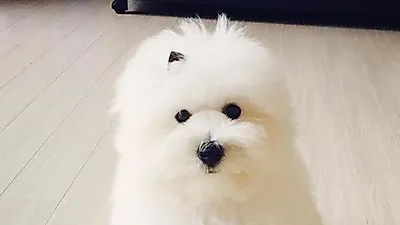 포미닛 권소현 반려견, 인형같은 비주얼...'심쿵'