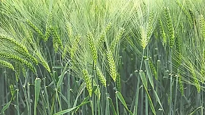 몸속 독소제거에 효과적인 새싹보리…"체질 맞지 않으면 부작용 생길 수 있어"