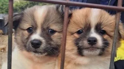 홍수아, 귀염둥이 강아지 '연지·곤지' 부모를 찾습니다