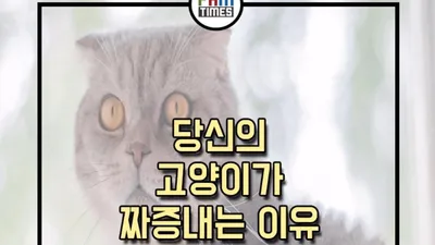 [카드뉴스]당신의 고양이가 짜증내는 이유