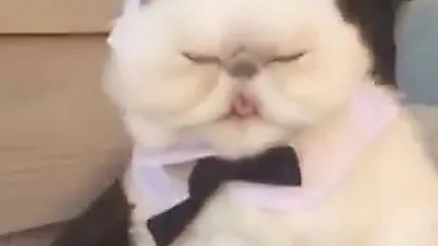잔뜩 화난 표정으로 SNS 스타가 된 고양이