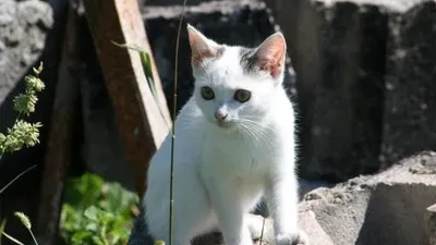 안양시, 올해부터 로드킬 전담반 운영 실시 '현재까지 14건'
