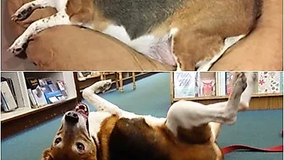 17kg 감량 성공한 비글의 사연