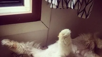이엘 반려묘 망고, "꿀잠 꿀잠 꿀잠"