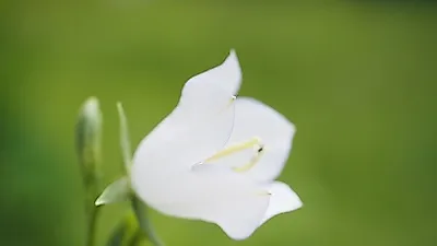 [면역력높이기]  도라지 하나로  변비탈출 성공해보자…  도라지배청 레시피 정리