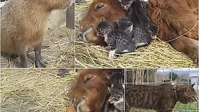 아기냥이 돌봐주는 조랑말과 카피바라...어미는 어디?