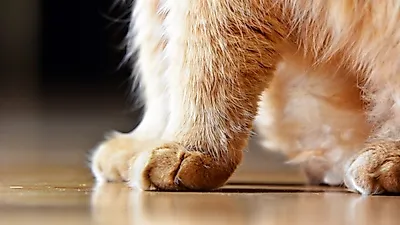 고양이 발톱은 무죄! 발톱관리의 모든 것