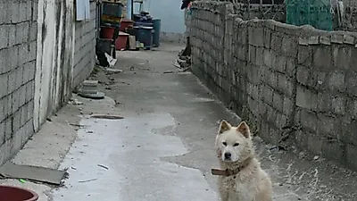 르뽀. 연평도의 동물들 구호활동 보고