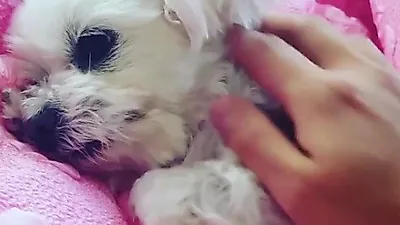 FT 아일랜드 최민환 반려견, 핑크 이불에 누운 일상
