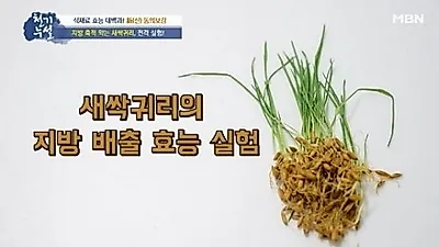 새싹귀리 인기, 새싹귀리 효능과 먹는법은?