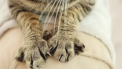 고양이 할큄병 : 원인, 증상 및 예방