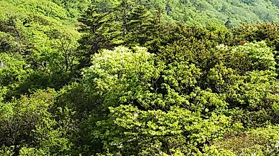 자연이 가득한 '무주 가볼만한곳', 정상산과 덕유산부터 반딧불이 축제까지