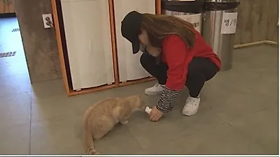 '동물농장' 대학 다니는 고양이 등장 '출석했다냥'