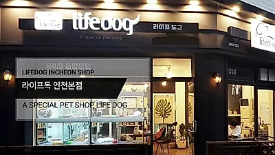 인천애견분양 라이프독 인천 본점, 입양부터 사후관리까지 체계적인 분양시스템