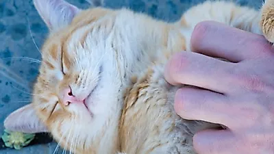 고양이를 사랑하는 사람들을 위한 직업 'Cat Cuddler'
