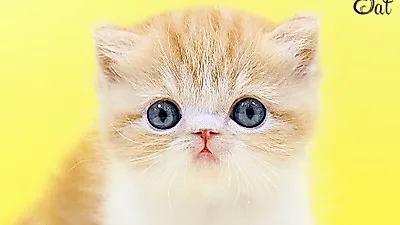 10년 이상 고양이 분양에 매진한 프리미엄 고양이 분양샵 나비캣, 차별화된 행보를 이어나가