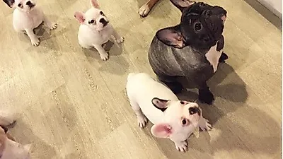 이예림, 애완견 밥을 향한 애처로운 눈빛