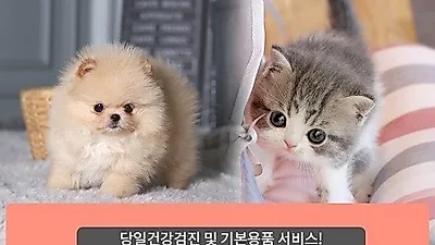 전국 9개지점 프렌차이즈 아담스펫, 인천•구리 강아지 고양이분양 최대 70% 할인분양 이벤트