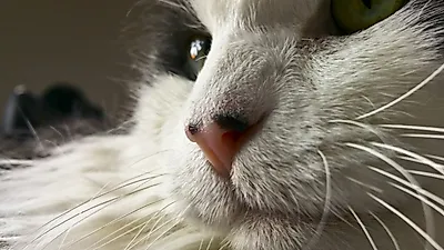 고양이 수염 피로증, 먹기 거부해 영양실조 되기도