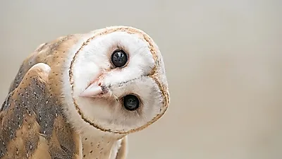 겉보기에 귀여운 올빼미, 그러나 반려동물은 될 수 없다?