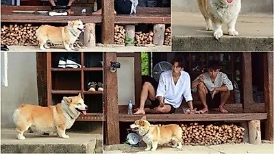 '삼시세끼' 유해진 반려견 깜짝 등장…무한 매력 발산