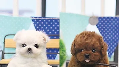 키우기 쉬운 말티즈, 푸들, 비숑프리제 강아지 알고 분양 받자, 베이비몽