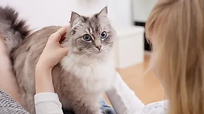 반려동물이 하늘나라로 갔을 때...극복을 위한 조언