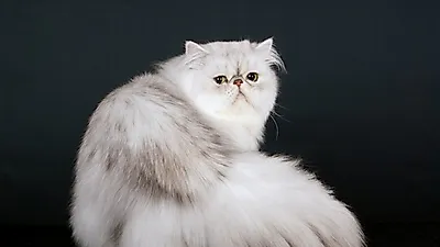 얌전하고 애교많은 고양이, 페르시안 친칠라