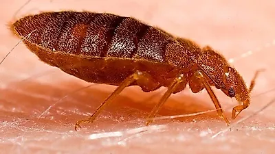 밤에 더 생산적인 흡혈 곤충