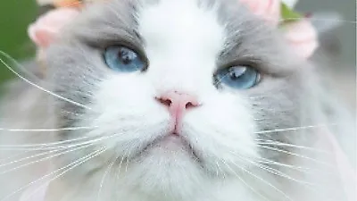 세상에서 제일 아름다운 스웨덴 고양이 '공주 오로라'