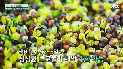 브로콜리 새싹 '위에 좋은 음식'으로 탁월한 이유? 헬리코박터균 증식 억제 효능, 단 주의해야 할 부작용 뭐길래?