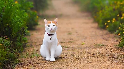 집사를 애태우는 '고양이 가출', 모험 혹은 놀이?