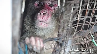 25년간 '지옥 같은 구덩이'에 갇혀 있던 원숭이