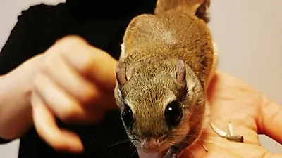 "강아지가 아니어도 괜찮아", 알러지 걱정이 적은 하늘다람쥐 '눈길'