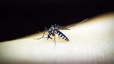 美 북반구, 웨스트나일 바이러스 조짐 보여