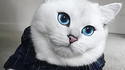 세상에서 제일 예쁜 고양이 '투명한 바다같은 눈망울'