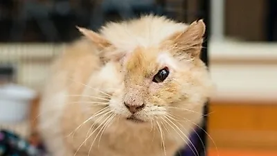 염산테러 당해 눈과 얼굴이 녹아내린 고양이