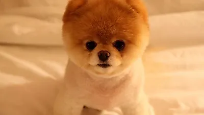 우리가 몰랐던 반려견의 5가지 비밀