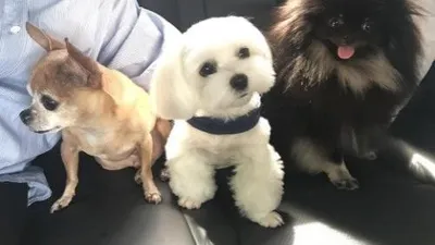 최정윤, 반려견 세마리와 나들이 "우리 가족 사진 찍어요"